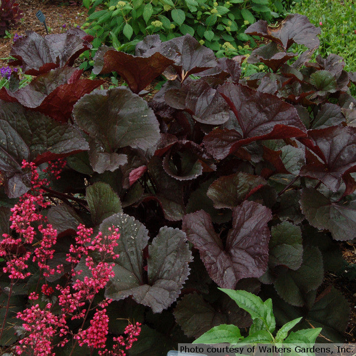 Ligularia dentata 'Britt-Marie Crawford'