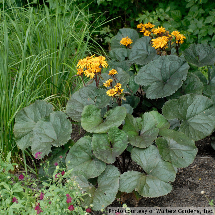 Ligularia dentata 'Britt-Marie Crawford'