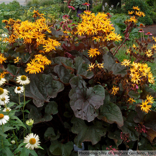 Ligularia dentata 'Britt-Marie Crawford'