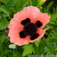 Papaver orientale 'Queen Alexander'