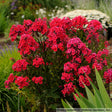 Phlox paniculata 'Red Riding Hood'