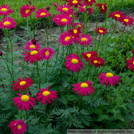 Tanacetum coccineum 'Robinson's Red'