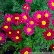 Tanacetum coccineum 'Robinson's Red'