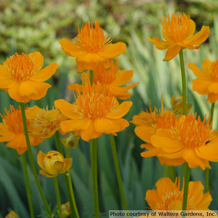 Trollius chinensis 'Golden Queen'