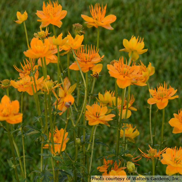 Trollius chinensis 'Golden Queen'