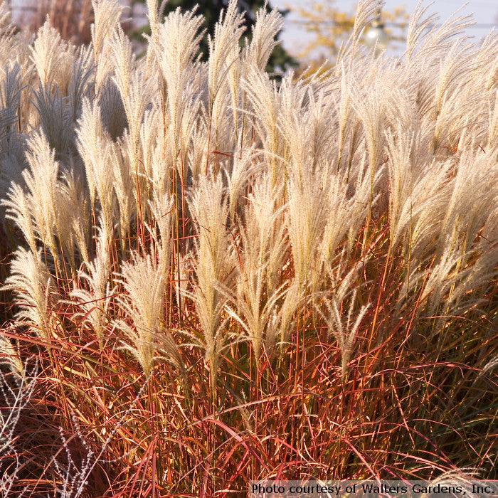 Miscanthus sinensis 'Huron Sunrise' in sunshine
