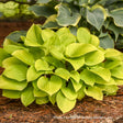 Hosta 'Fire Island'