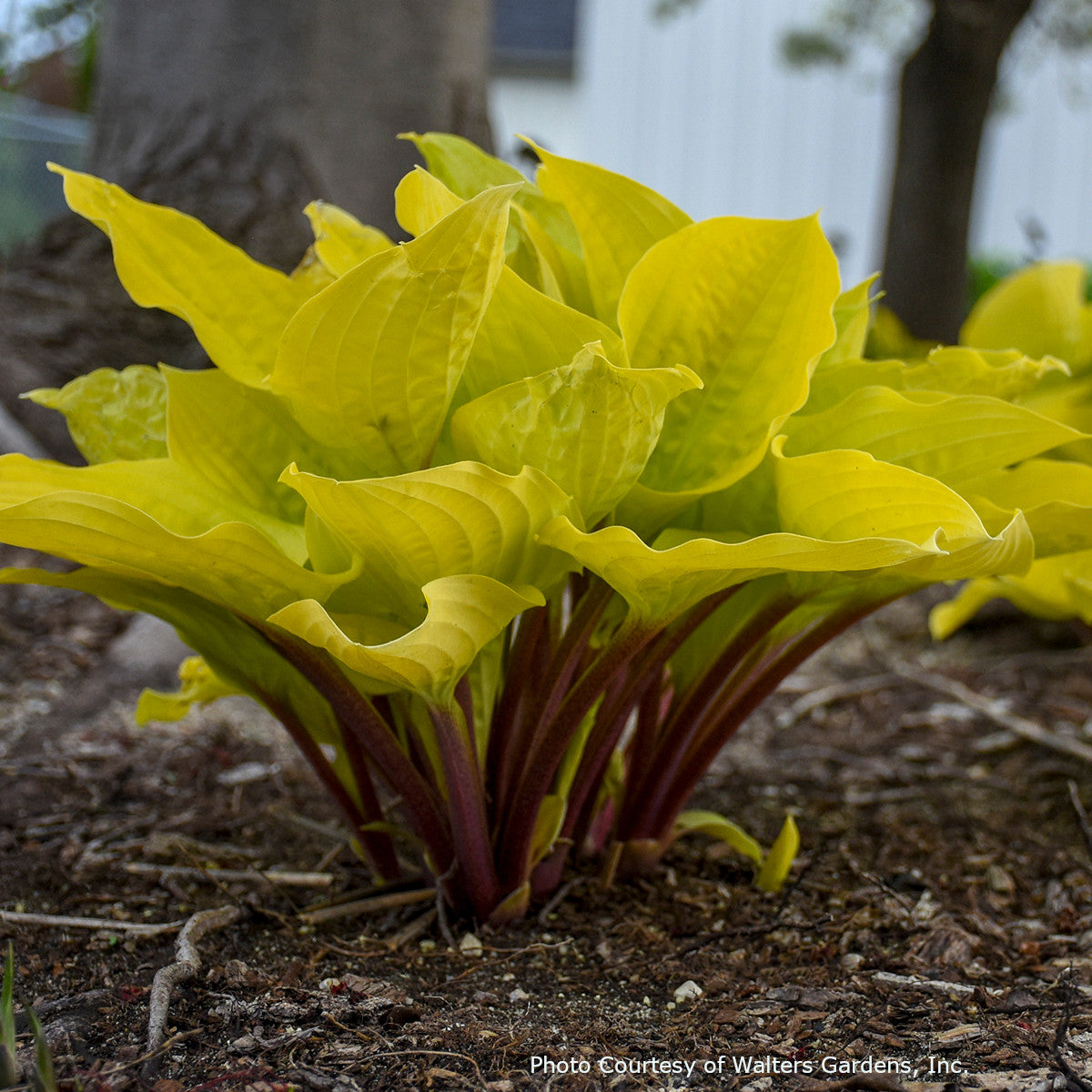 Hosta 'Fire Island' stems