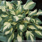 Hosta 'Hans'