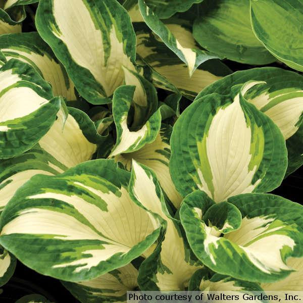 Hosta 'Hans'