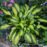 Hosta 'Rainbow's End' detail