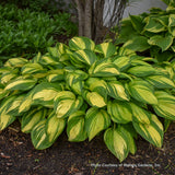 Hosta 'Rainbows End' garden