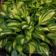 Hosta 'Rainbow's End' main