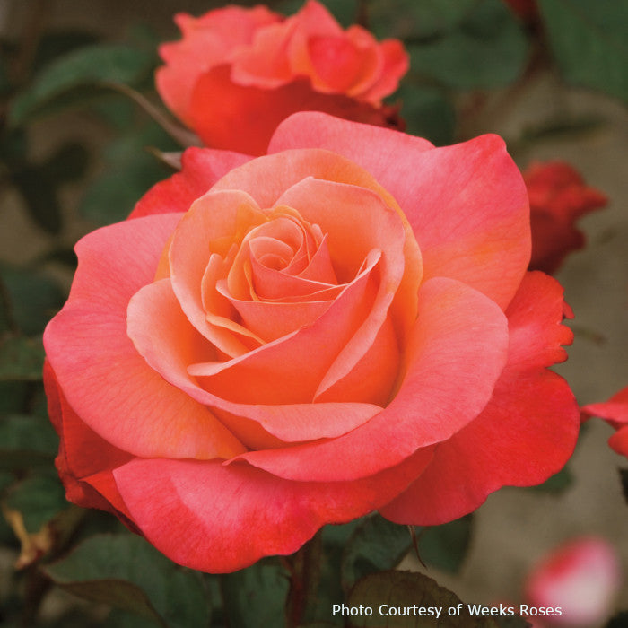 Rosa  'Colorific™'