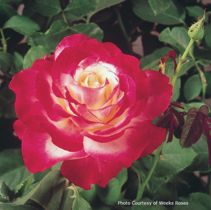 Rosa  'Double Delight'