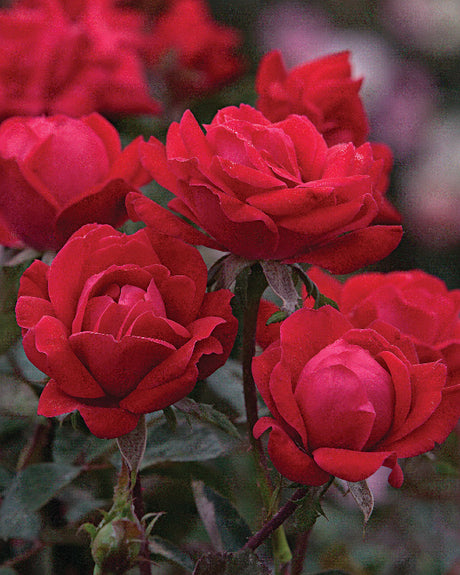 Rosa  'Double Knock Out®'