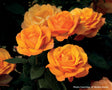 Rosa  'Good as Gold™'