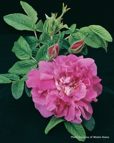 Rosa  'Hansa'