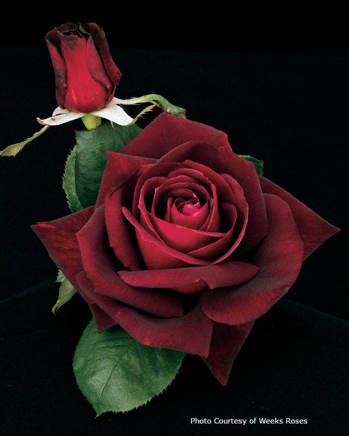 Insv Roses Rose 'Ink Spots' – Romence Gardens & Greenhouses