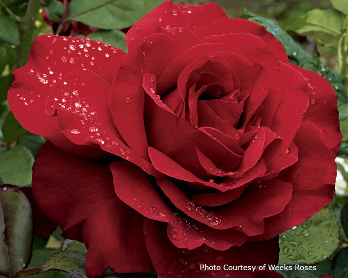 Rosa 'Legends™' – Romence Gardens & Greenhouses