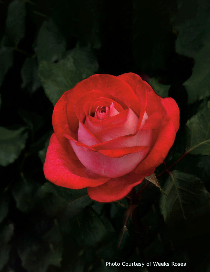 Rosa 'Love At First Sight'