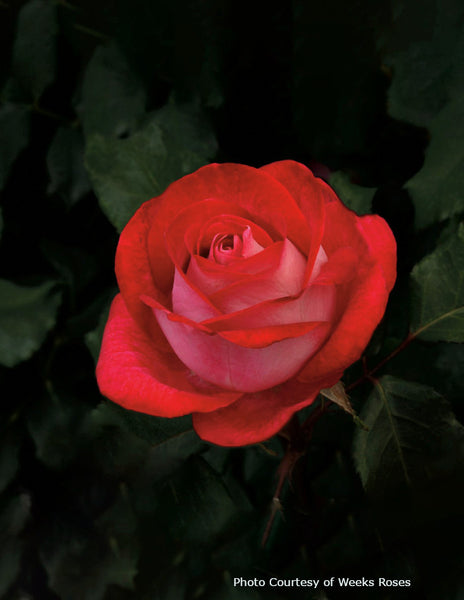 Rosa 'Love At First Sight' – Romence Gardens & Greenhouses