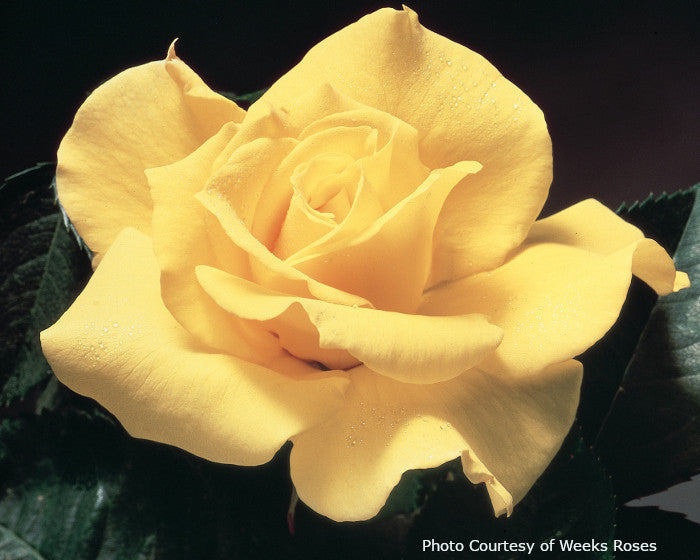 Rosa  'Midas Touch™'
