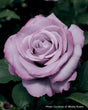 Rosa  'Neptune™'