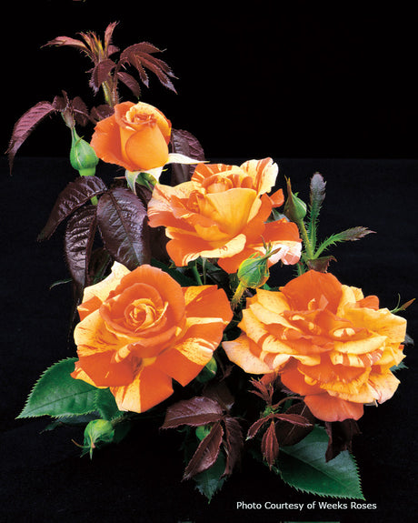 Rosa  'Oranges 'n' Lemons'