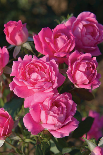Rosa 'Pink Double Knock Out®' – Romence Gardens & Greenhouses
