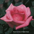 Rosa 'Pink Peace'