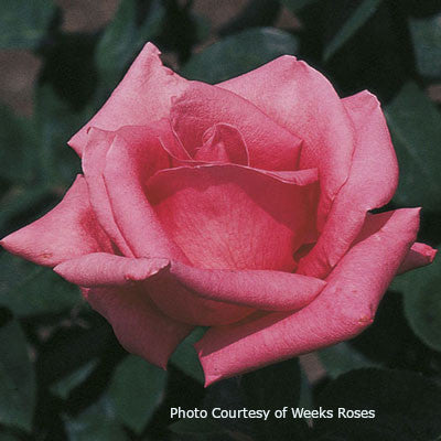 rose pinkのページです♪ Rosa 'Pink Peace' – Romence Gardens & Greenhouses