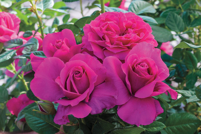 Rose Bushes for Sale | Buy Rose Plants Online | Romence Gardens