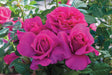 Rosa  'Pretty Lady Rose™'