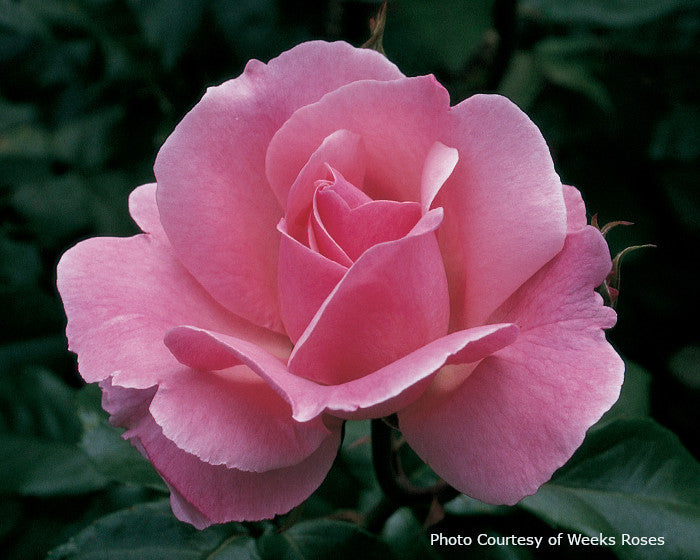 Rosa  'Queen Elizabeth®'