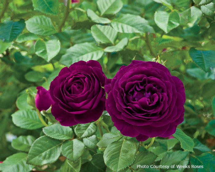 Rosa  'Twilight Zone'