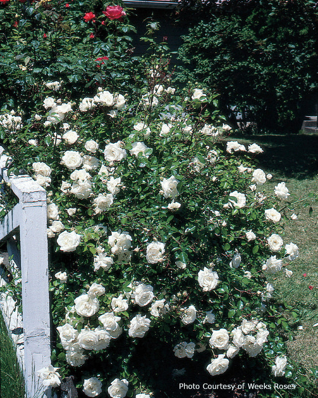 Rosa  'White Dawn'