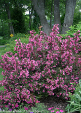 Weigela florida 'Wine & Roses®'