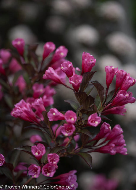 Weigela florida 'Wine & Roses®'