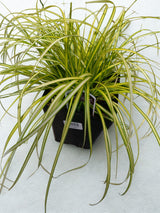 Carex EverColor® 'Eversheen'