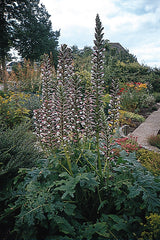 Acanthus mollis