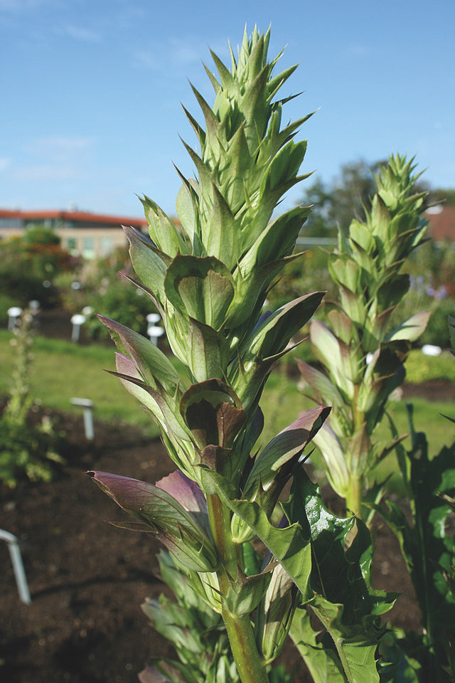 Acanthus mollis