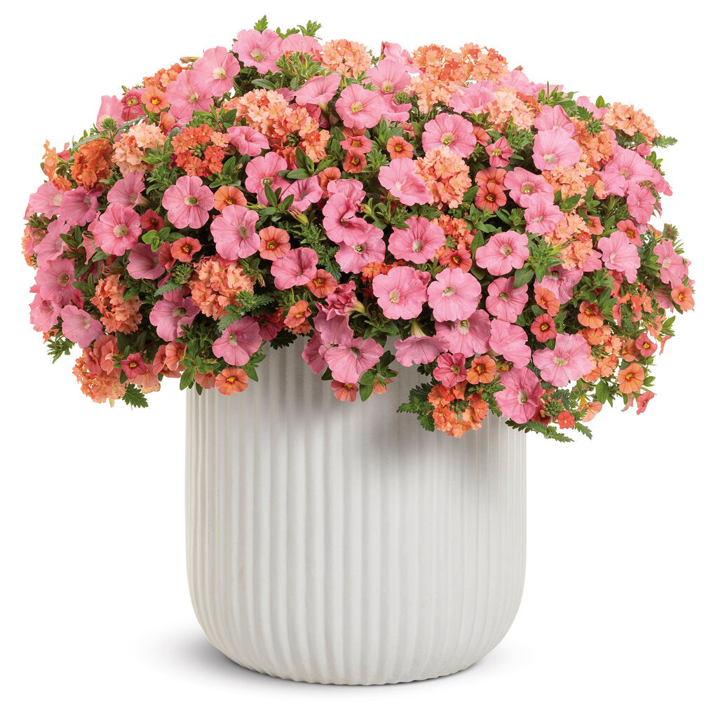 Proven Winners® 'Acapulco Sun' Combination Kit – Romence Gardens