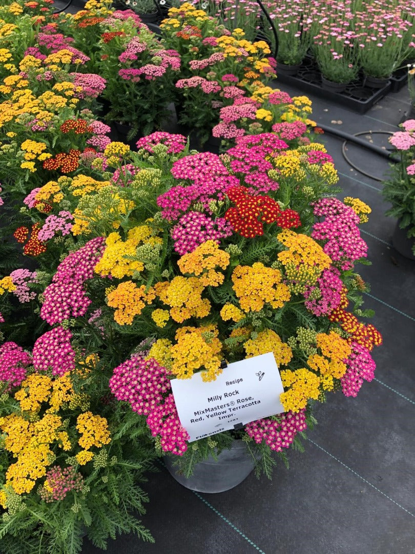 Achillea millefolium 'Milly Rock™ Trio'