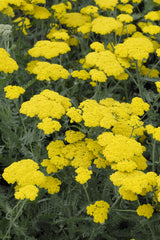 Achillea millefolium 'Moonshine'