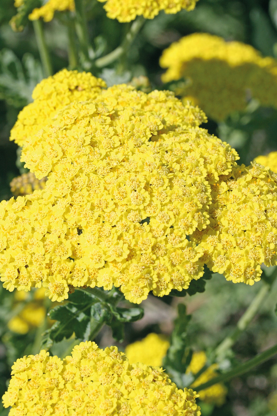 Achillea millefolium 'Moonshine'