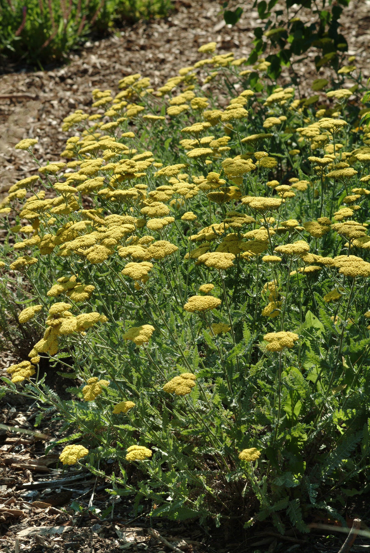 Achillea millefolium 'Moonshine'