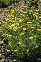 Achillea millefolium 'Moonshine'