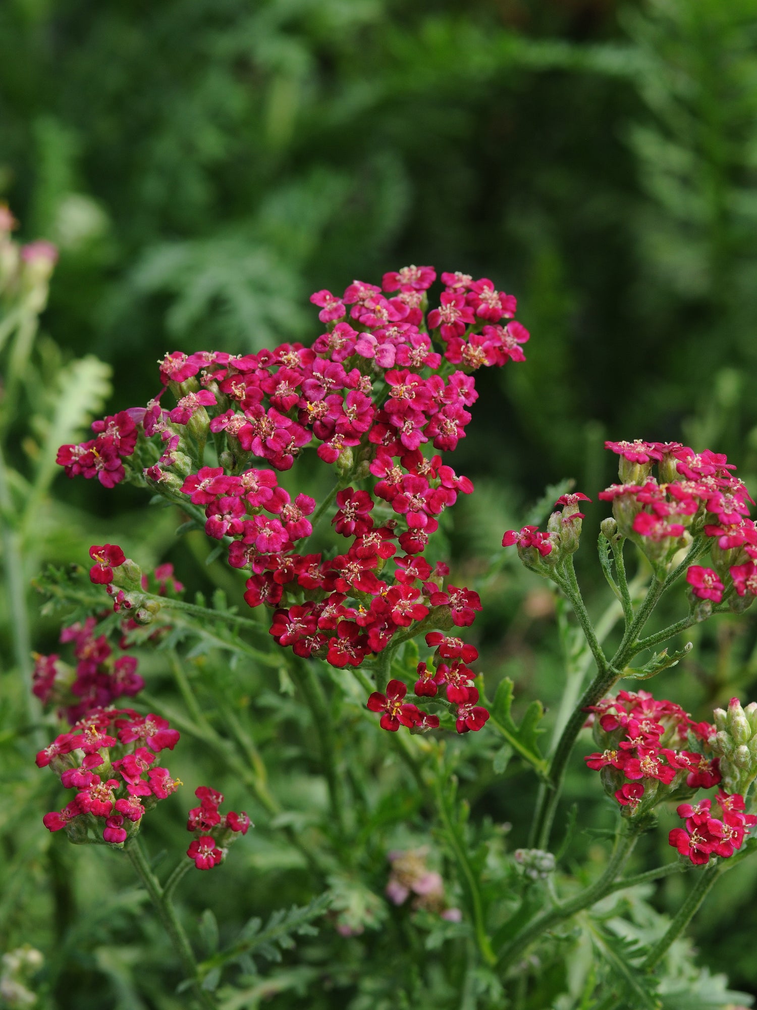 Achillea millefolium 'New Vintage Red'