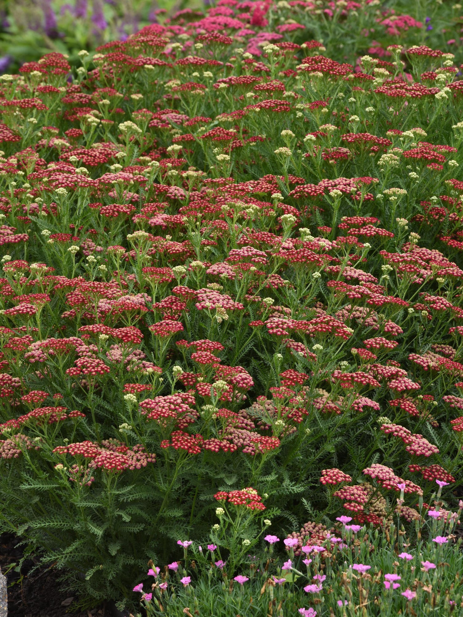 Achillea millefolium 'New Vintage Red'